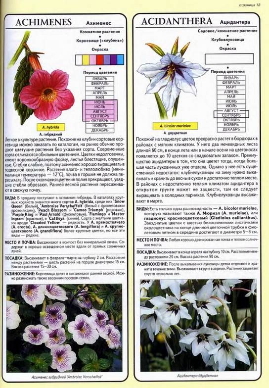 Иллюстрация 14 из 32 для Все о луковичных растениях - Дэвид Хессайон | Лабиринт - книги. Источник: Panterra