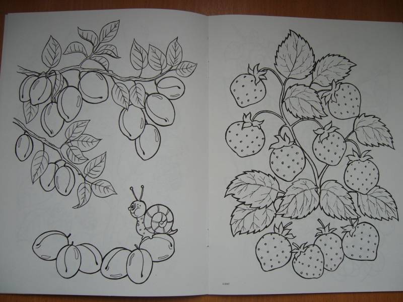 Иллюстрация 4 из 16 для Что растет в саду | Лабиринт - книги. Источник: Мама Саши