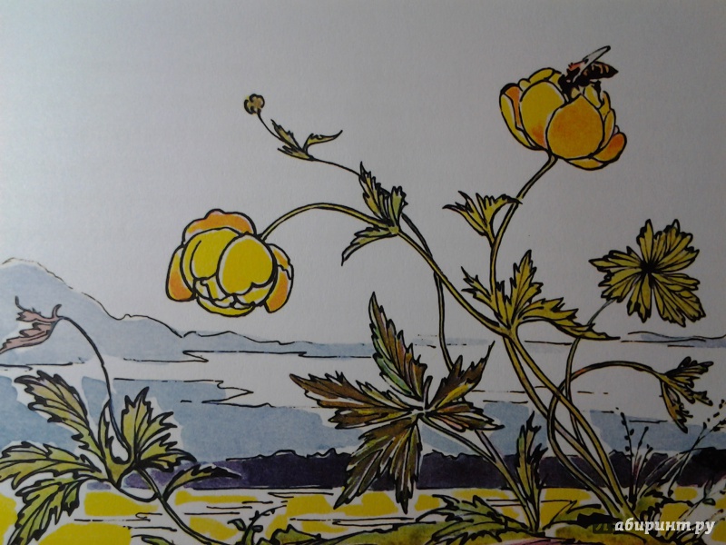Иллюстрация 24 из 62 для Желтый, белый, лиловый - Нина Павлова | Лабиринт - книги. Источник: Olga
