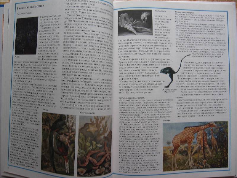 Иллюстрация 35 из 50 для Самые-самые в мире животных - Светлана Лаврова | Лабиринт - книги. Источник: Зайчик