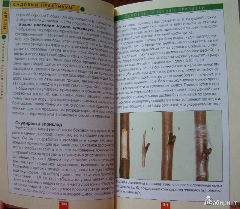 Иллюстрация 6 из 8 для Учимся делать прививку - Кръстев, Рябченко | Лабиринт - книги. Источник: Easy