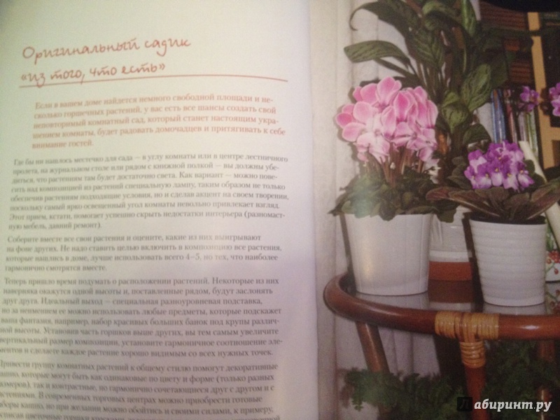 Иллюстрация 9 из 15 для Цветочный сад в квартире и доме за пять минут - Наталья Власова | Лабиринт - книги. Источник: NastikNastik
