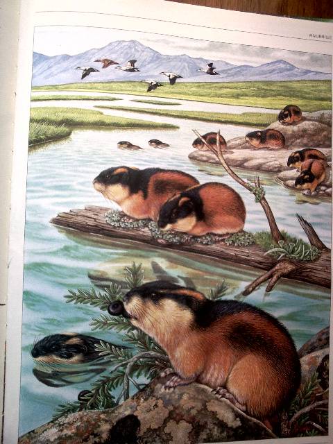 Иллюстрация 4 из 20 для Жизнь животных в ярких картинках и интересных фактах - Джойс Поуп | Лабиринт - книги. Источник: obana