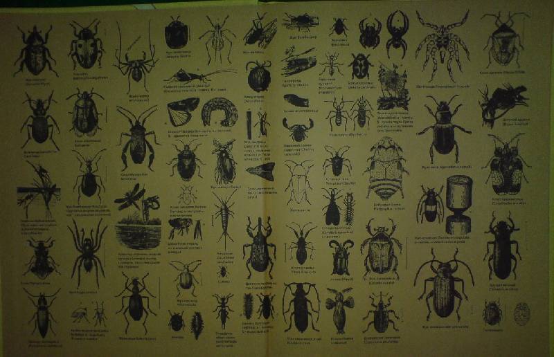 Иллюстрация 12 из 36 для Пчелы, бабочки, стрекозы - Тинг Моррис | Лабиринт - книги. Источник: Настёна
