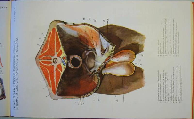 Иллюстрация 23 из 23 для Атлас анатомии домашних животных - Иван Осипов | Лабиринт - книги. Источник: Юта