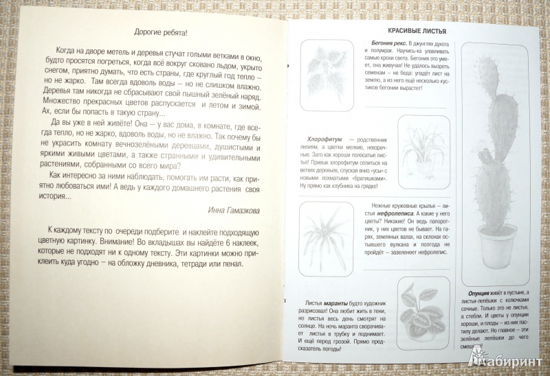 Иллюстрация 6 из 9 для Комнатные растения. Книжка с наклейками | Лабиринт - книги. Источник: Mamulechka