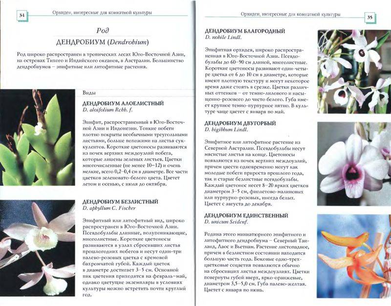 Иллюстрация 11 из 34 для Орхидеи - Коломейцева, Герасимов | Лабиринт - книги. Источник: Юта