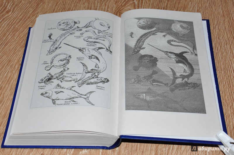 Иллюстрация 14 из 38 для Двадцать тысяч лье под водой - Жюль Верн | Лабиринт - книги. Источник: leo tolstoy