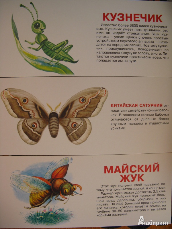 Иллюстрация 2 из 4 для Насекомые. Набор карточек | Лабиринт - книги. Источник: Rusalochka-777