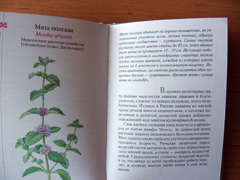 Иллюстрация 19 из 21 для Атлас: Растения луга - Козлова, Сивоглазов | Лабиринт - книги. Источник: Red cat ;)