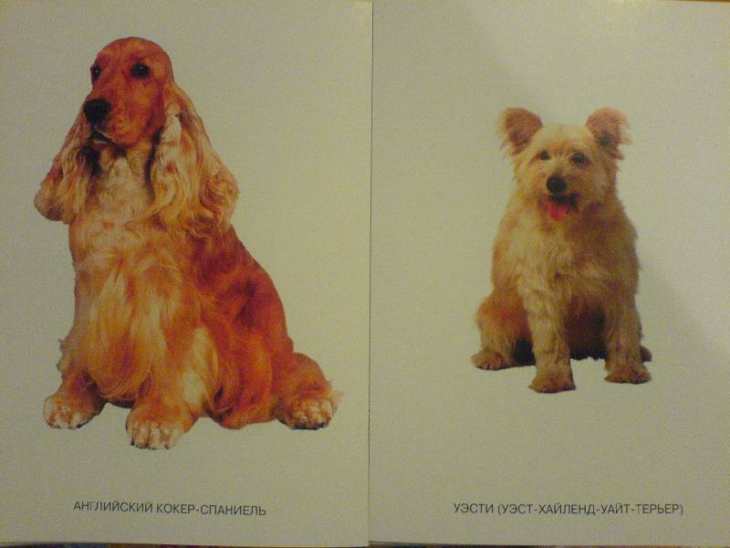 Иллюстрация 4 из 21 для Мир в картинках: Собаки. Друзья и помощники: 3-7 лет | Лабиринт - книги. Источник: Киви