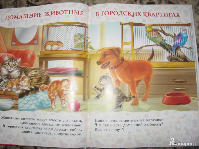 Иллюстрация 5 из 28 для Моя первая книга о животных - Лена Данилова | Лабиринт - книги. Источник: Зотова  Юлия