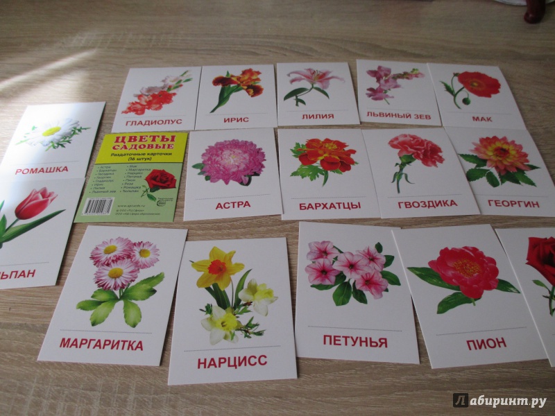 Иллюстрация 2 из 17 для Раздаточные карточки "Цветы садовые" (16 карточек) | Лабиринт - книги. Источник: Вероника Руднева