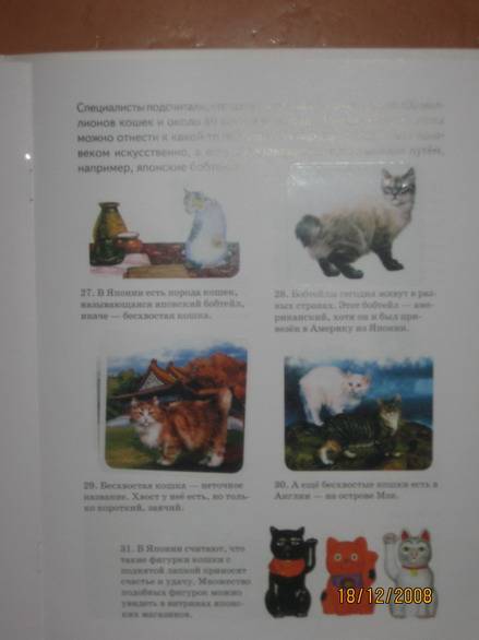 Иллюстрация 1 из 10 для Кошки - А. Бугаев | Лабиринт - книги. Источник: Jasmin56