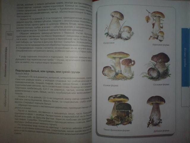 Иллюстрация 3 из 11 для Азбука грибника - Лидия Гарибова | Лабиринт - книги. Источник: Настёна