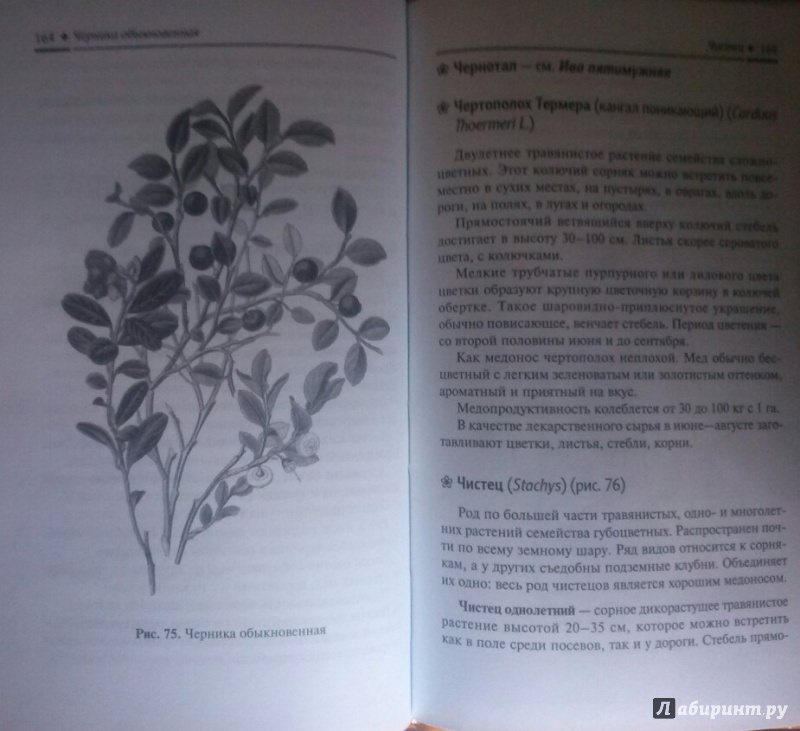 Иллюстрация 20 из 26 для Растения-медоносы - Николай Юраш | Лабиринт - книги. Источник: SiB