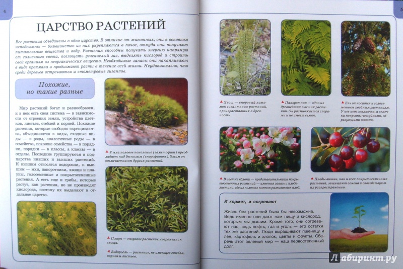 Иллюстрация 5 из 31 для Растения - Анна Спектор | Лабиринт - книги. Источник: Соловьев  Владимир