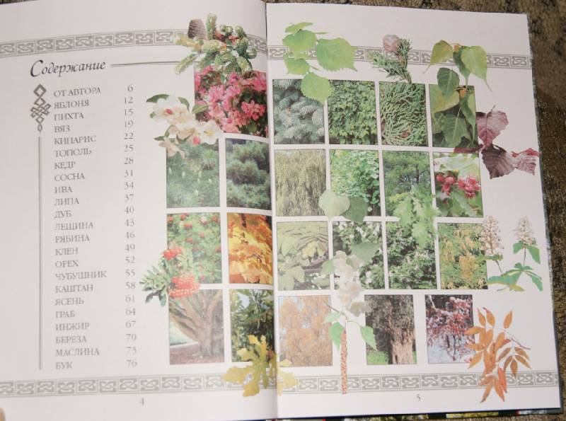 Иллюстрация 3 из 7 для Растения, которые изменят вашу жизнь. Кельтский гороскоп: Тайны друидов - Джулия Крейсс | Лабиринт - книги. Источник: mama