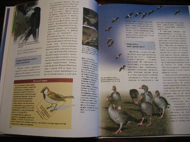 Иллюстрация 7 из 12 для Зачем и почему. Миграции животных - Витус Дрешер | Лабиринт - книги. Источник: tayana