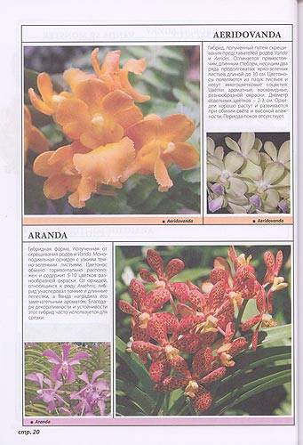 Иллюстрация 3 из 3 для Все о самых неприхотливых орхидеях - Рой Маккалистер | Лабиринт - книги. Источник: Белый Кролик