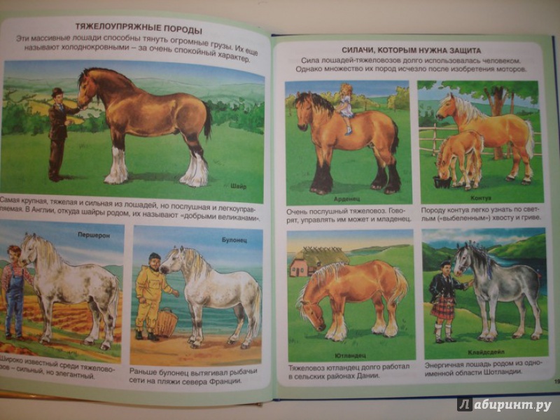 Иллюстрация 5 из 11 для Пони и лошади - Эмили Бомон | Лабиринт - книги. Источник: Сорокина  Лариса