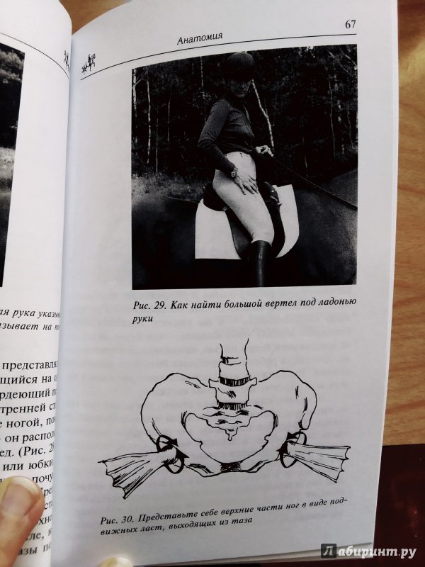 Иллюстрация 15 из 19 для Как достичь совершенства в верховой езде. Навыки центрированной верховой езды - Салли Свифт | Лабиринт - книги. Источник: Valery
