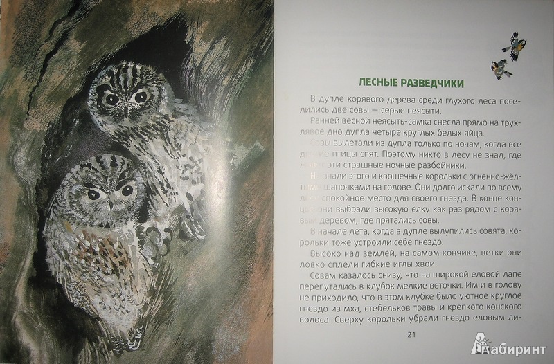 Иллюстрация 7 из 45 для Лесные разведчики - Виталий Бианки | Лабиринт - книги. Источник: Трухина Ирина