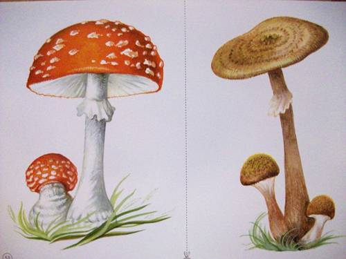 Иллюстрация 11 из 12 для Демонстрационный материал: Деревья, кусты, грибы | Лабиринт - книги. Источник: Иванна