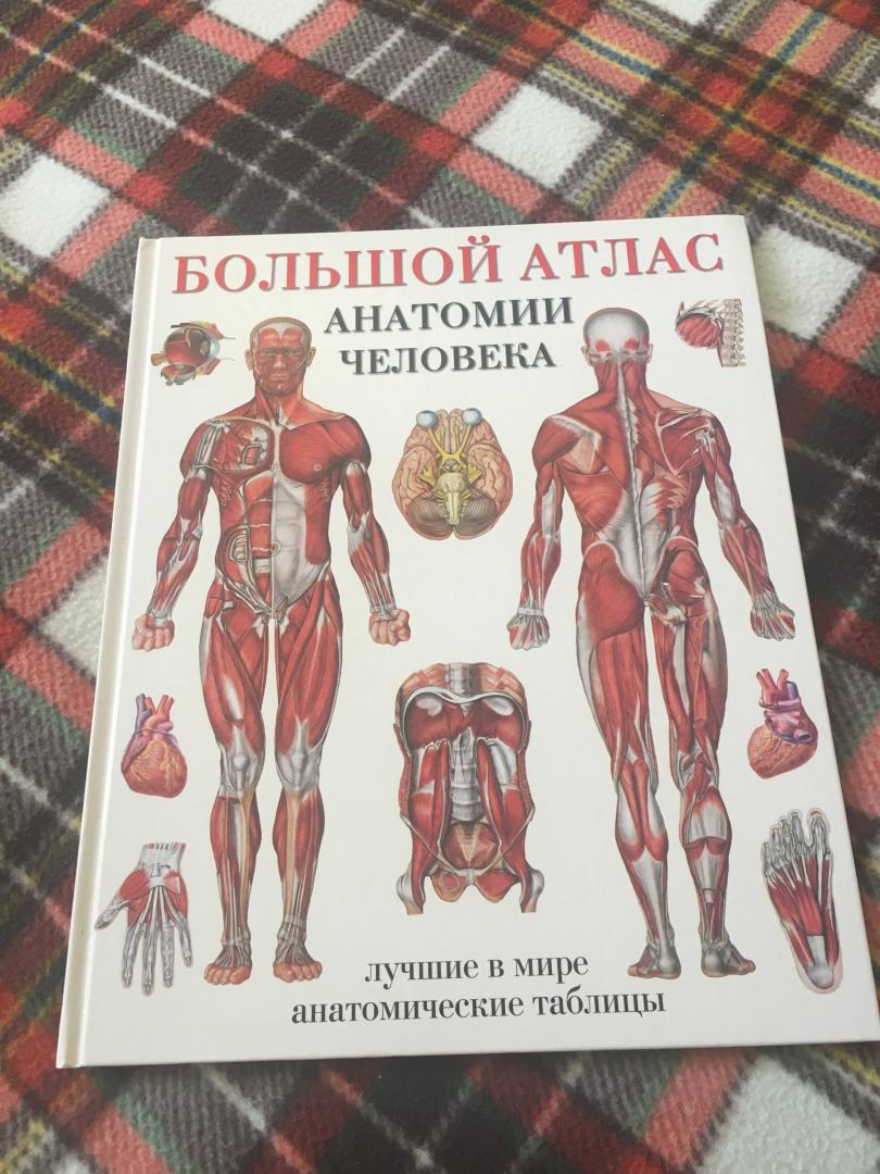 Иллюстрация 6 из 9 для Большой атлас анатомии человека | Лабиринт - книги. Источник: Иванова  Татьяна