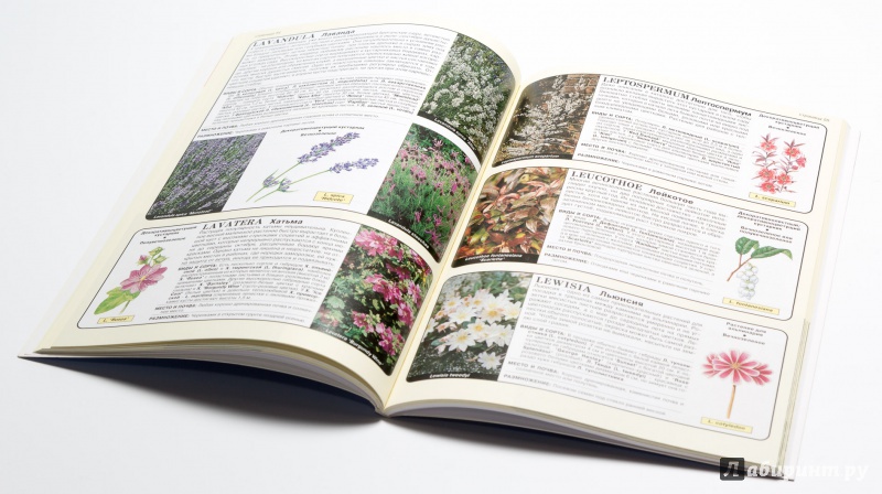 Иллюстрация 16 из 25 для Все о хвойных и вечнозеленых растениях - Дэвид Хессайон | Лабиринт - книги. Источник: DogMeat