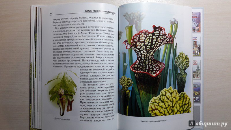 Иллюстрация 32 из 54 для Самые удивительные растения - Сергей Афонькин | Лабиринт - книги. Источник: Елена  Е.