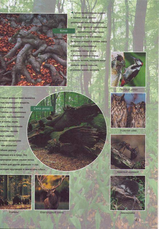 Иллюстрация 8 из 10 для Деревья - Ханнелоре Гильзенбах | Лабиринт - книги. Источник: In@