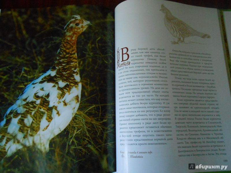 Иллюстрация 7 из 30 для Охота на боровую дичь - Олег Малов | Лабиринт - книги. Источник: Леан