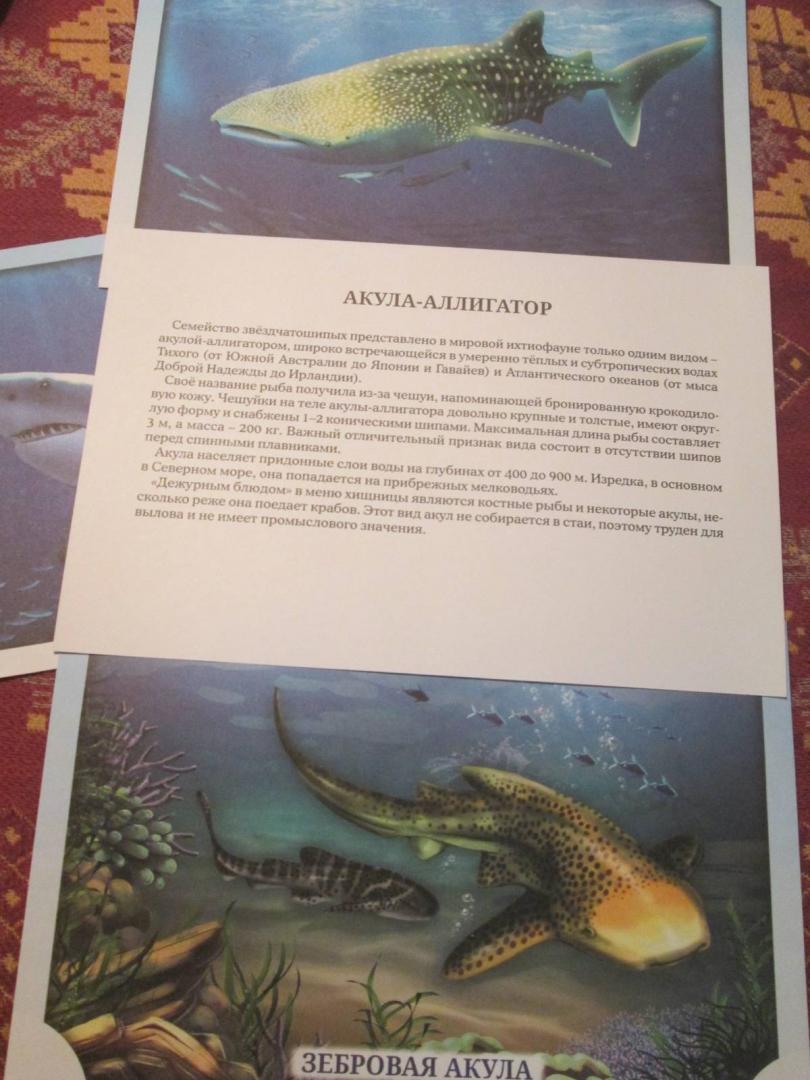 Иллюстрация 14 из 17 для Наглядное пособие А4. Акулы | Лабиринт - книги. Источник: NiNon