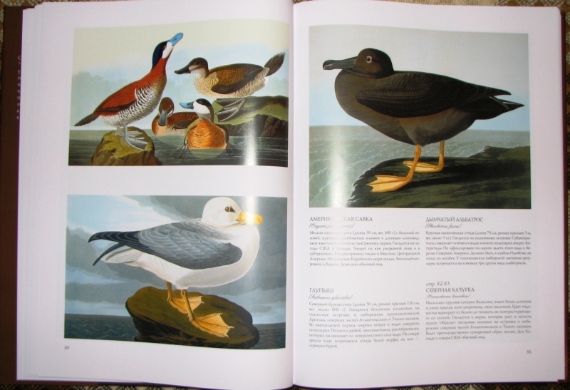 Иллюстрация 6 из 31 для Птицы Америки (в футляре) - Джеймс Одюбон | Лабиринт - книги. Источник: Mamulechka