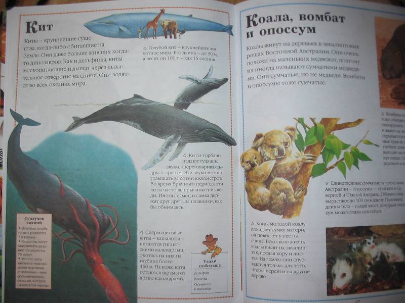 Иллюстрация 3 из 11 для Все о животных - Фарндон, Кирквуд | Лабиринт - книги. Источник: Tamara