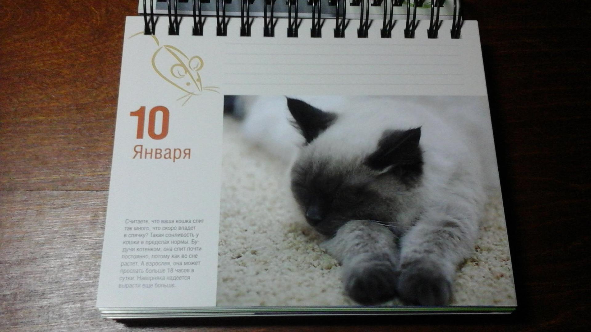 Иллюстрация 33 из 37 для Календарь "Котики. Лучшие кото-фото. 365 дней в году", универсальный - Евгения Гюнтер | Лабиринт - сувениры. Источник: ЛиС-а