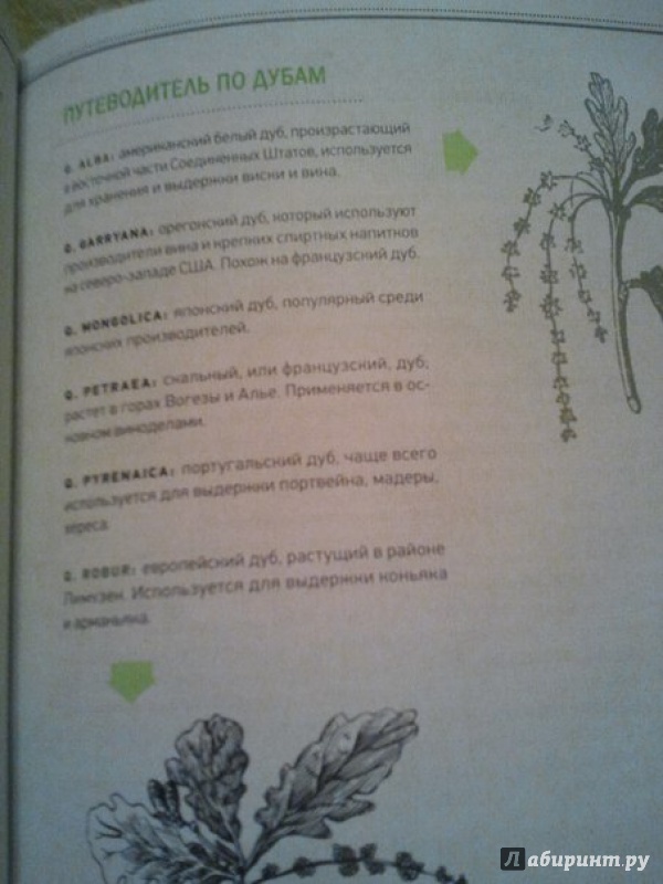 Иллюстрация 28 из 55 для Хмельной ботаник. Путеводитель по алкогольной флоре планеты - Эми Стюарт | Лабиринт - книги. Источник: RockLove