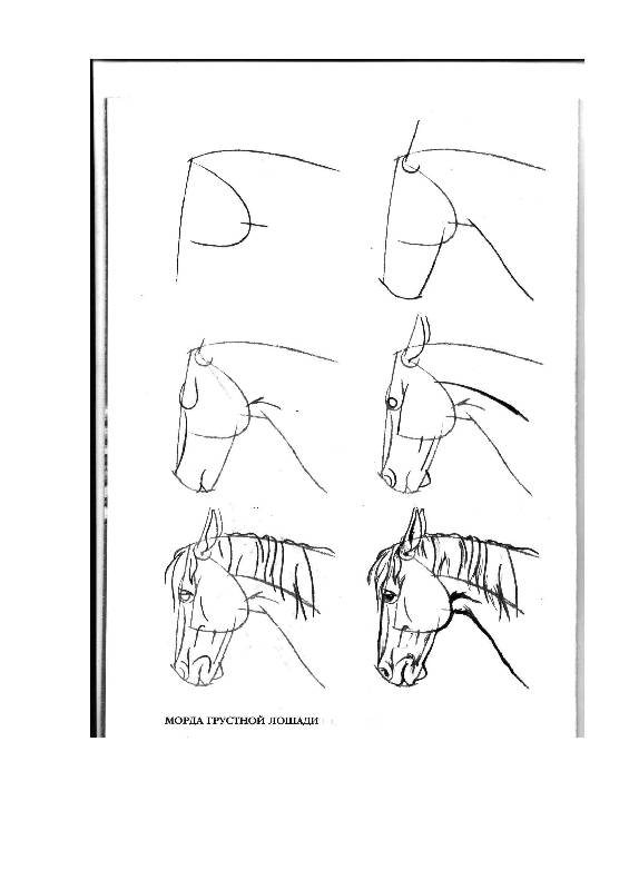 Иллюстрация 15 из 24 для Рисуем 50 лошадей - Ли Эймис | Лабиринт - книги. Источник: Юта