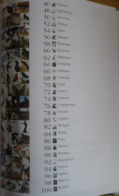 Иллюстрация 31 из 31 для Самые красивые птицы | Лабиринт - книги. Источник: Kle1174
