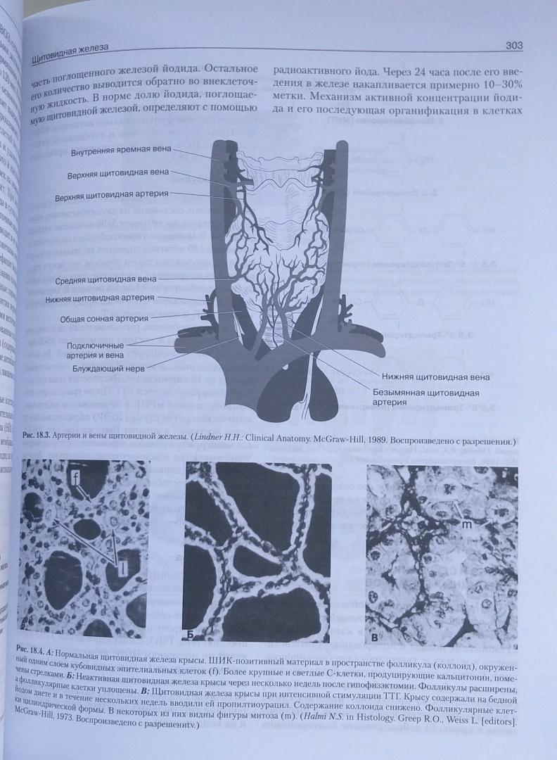 Иллюстрация 50 из 51 для Базисная и клиническая эндокринология. Книга 2 - Гарднер, Шобек | Лабиринт - книги. Источник: Полищук Дарья