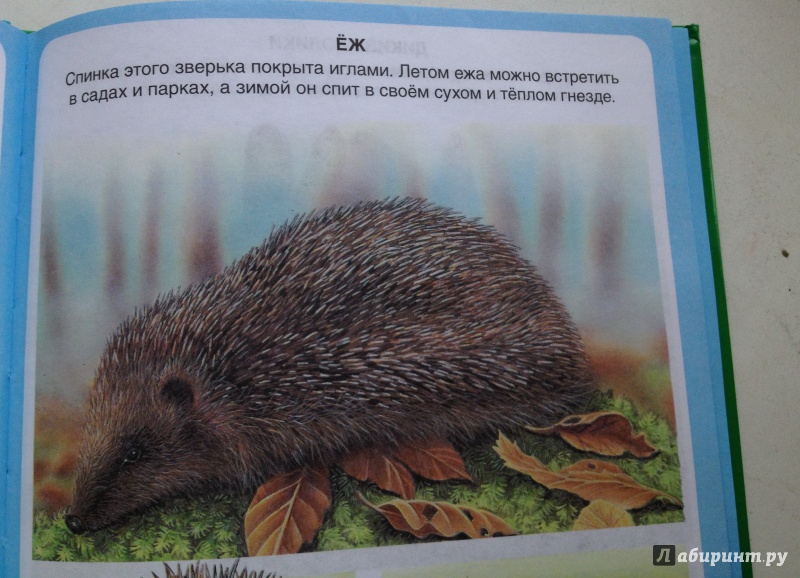 Иллюстрация 58 из 59 для Животные - Эмили Бомон | Лабиринт - книги. Источник: Sashakleeva