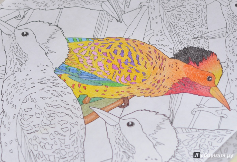 Иллюстрация 16 из 16 для Карандаши цветные, 24 цвета "Сафари. Зебра" (СК041/24) | Лабиринт - канцтовы. Источник: ellei81