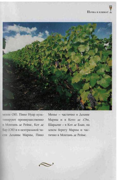 Иллюстрация 34 из 41 для Шампанское и другие игристые вина Франции - Юрий Зыбцев | Лабиринт - книги. Источник: Юта