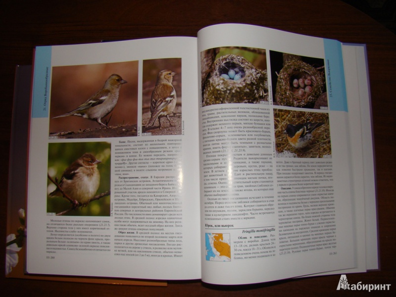 Иллюстрация 16 из 16 для Полный определитель птиц европейской части России. В 3-х книгах - Калякин, Коблик | Лабиринт - книги. Источник: WhiteOwl