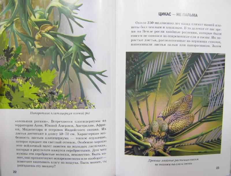 Иллюстрация 50 из 54 для Самые удивительные растения - Сергей Афонькин | Лабиринт - книги. Источник: Спанч Боб
