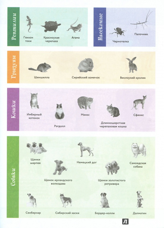 Иллюстрация 4 из 16 для Домашние питомцы. Animal Planet | Лабиринт - книги. Источник: lumila