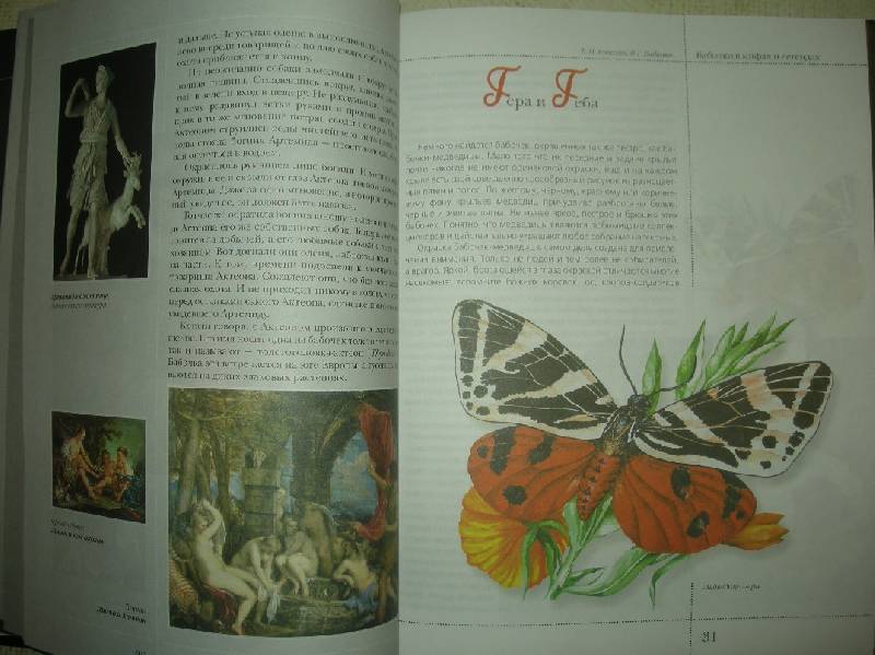 Иллюстрация 5 из 50 для Бабочки в мифах и легендах - Алексеев, Бабенко | Лабиринт - книги. Источник: Мартынова  Анна Владимировна