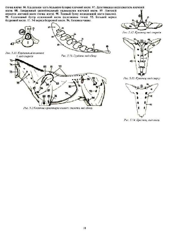 Иллюстрация 13 из 15 для Топографическая анатомия лошади - Питер Гуди | Лабиринт - книги. Источник: Юта