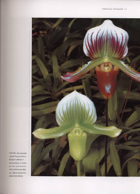 Иллюстрация 8 из 13 для Орхидеи в вашем доме. Выращивание, размножение и видовое разнообразие - Дэвид Бэнкс | Лабиринт - книги. Источник: * Ольга *